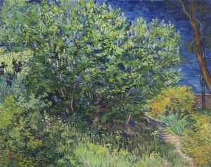 Vincent van Gogh's Lilac Bush