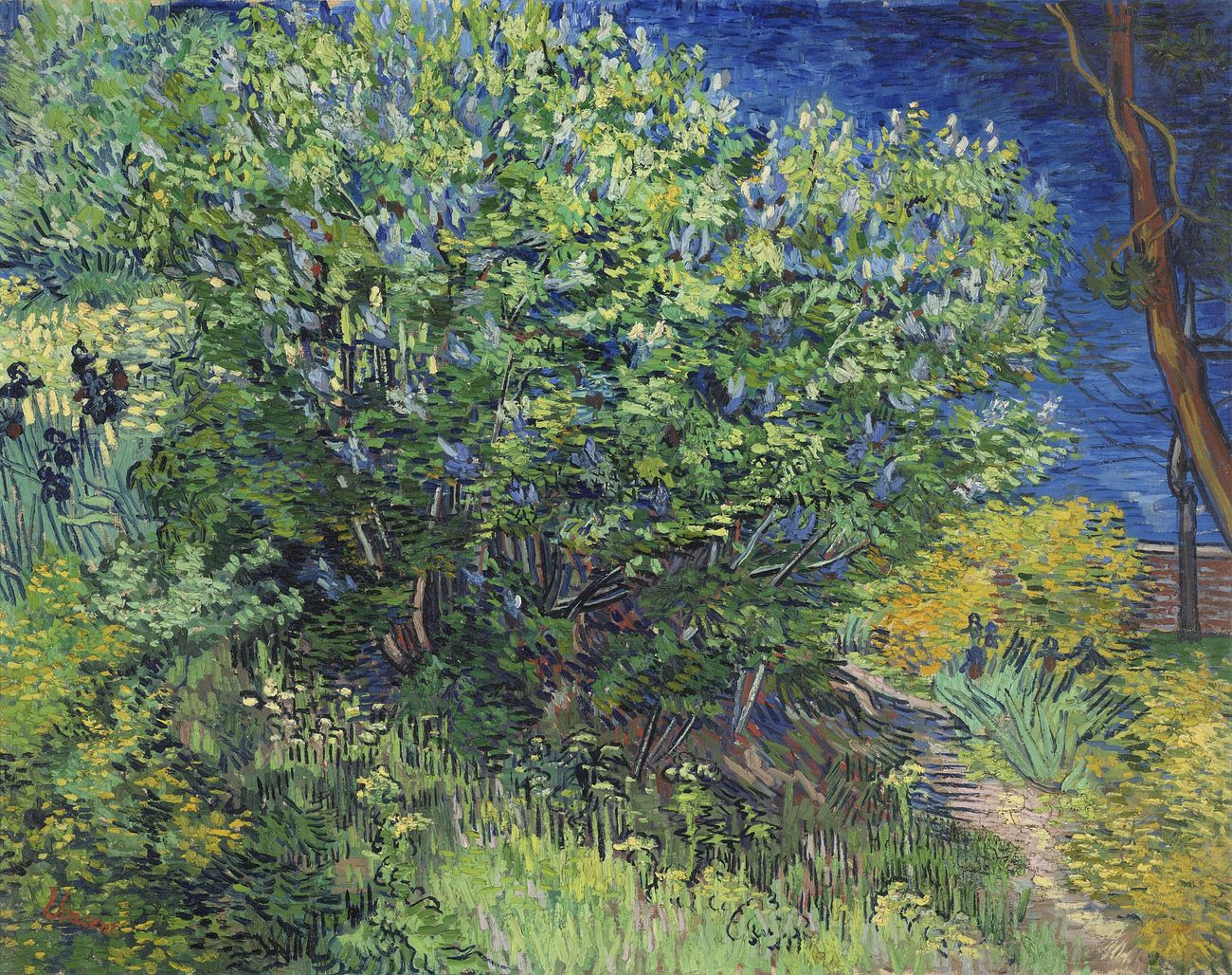 Vincent van Gogh's Lilac Bush